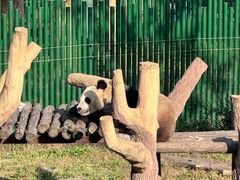 -沈阳森林动物园