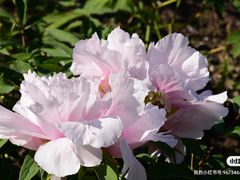 -黑龙江省森林植物园