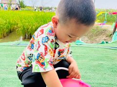 -杭州湾海上花田景区