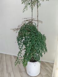 -HEYAN荷妍专业脱毛连锁机构
