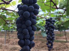 -海堤葡萄园中小学生研学基地