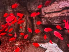 -泉城欧乐堡海洋极地世界