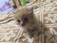 -北京赛佳动物医院