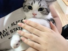 -李小姐の猫咖啡馆(五角场店)