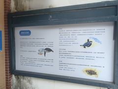 -广东惠东海龟国家级自然保护区