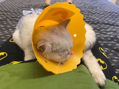 -伟伟宠物医院·CT影像中心·瑞派犬猫综合性门诊(汉口总院)