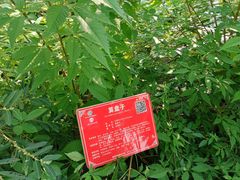 -广西壮族自治区药用植物园