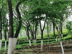 -云岗森林公园