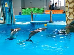 -海合安成都极地海洋公园