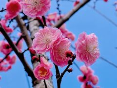 -秀丽东方