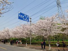 -高东镇樱花园