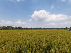 -广富林郊野公园