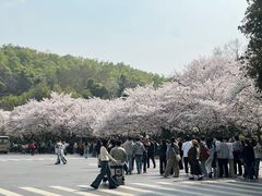 -武汉大学-樱园