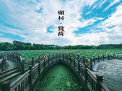-顾村公园