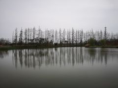 -上海长兴岛郊野公园