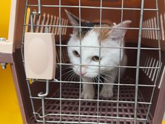 -帕帕拉兹宠物(亚洲旗舰店)