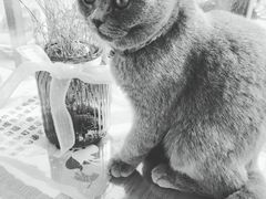 -有猫儿腻咖啡厅.猫咖