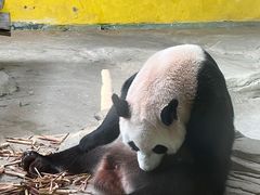 -杭州野生动物世界