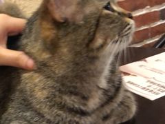 -猫友咖啡店(玉林西路店)