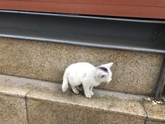 -佩兹宠物医院肿瘤专科·眼科·牙科(黄浦店)