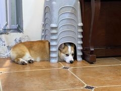 -柯斗斗主题餐厅·狗咖·围炉煮茶·茶饮(国瑞升平里店)