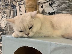 -猫小院猫主题餐厅(三里屯店)
