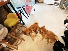 -柴犬高等学院·狗咖·柴犬售卖·宠物训练