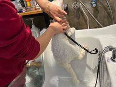 -PETKIT 小佩宠物·低压洗护·美容·寄养(安远店)