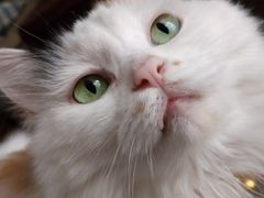 -瑞派·关忠动物医院·猫专科·犬专科(三环新城店)