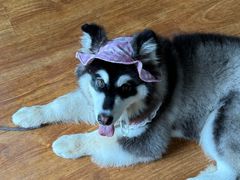 -宠福鑫康馨动物医院·骨科·眼科