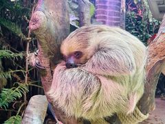 -正佳雨林生态植物园