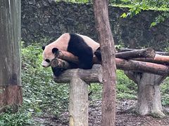 -都江堰中华大熊猫苑