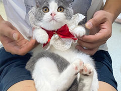 -lincat·猫舍(广州店)