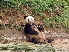 -中国大熊猫保护研究中心雅安碧峰峡基地