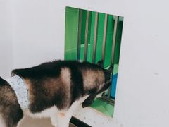 -Husky Go! 哈士奇体验馆·宠物咖啡厅狗咖