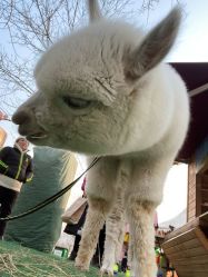 点击看大图 -萌宠亲子动物乐园(槐房万达店)