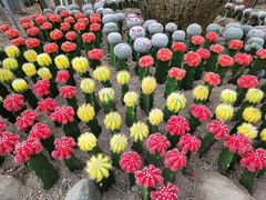 -南山植物园