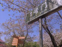 -顾村公园