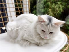 -有猫主题·治愈系猫咖(曾厝垵店)
