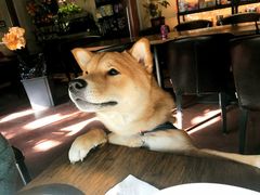 -百好乐宠物友好餐厅(朝外大街店)