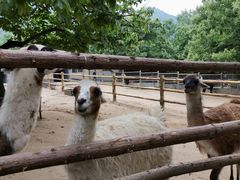 -西安秦岭野生动物园