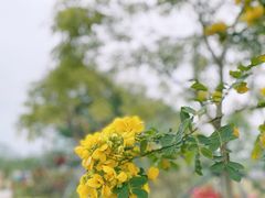 -香蜜公园