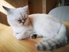 -猫腻·猫咖·撸猫馆(星光大道店)