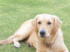 -瑞鹏宠物医院犬猫全科(真大分院)