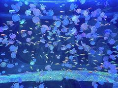 -海合安青岛极地海洋公园