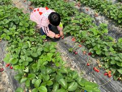 -喜杨洋草莓采摘园