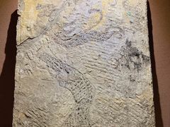 -邹城博物馆