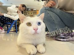 -平行世界·猫咖(首经贸店)