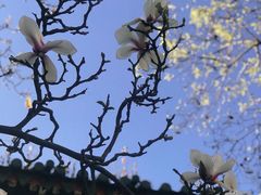 -真庆观