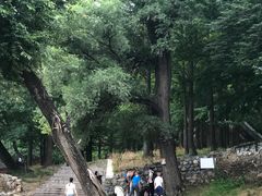 -阳台山自然风景区